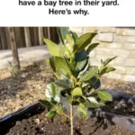 I Didn’t Believe This Floor Trick Until I Tried It… Now I’ll Never Go Back