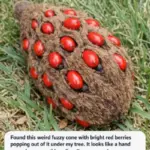 Bury this 1 potassium-packed scrap blend under rose bushes for this spectacular petal density