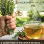 Fast Garden Bed in Minutes: The Quick No-Dig Garden Hack