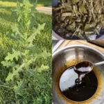 Dandelion: Potential Health Benefits and Side Effects