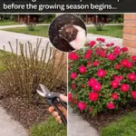 How to Build a Raised Garden Bed Using Plastic Crates (Step-by-Step Guide)