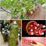 March Hydrangea Care: Essential Tasks To Prepare For Spring Blooms