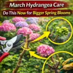 Grounding with Trees: How Barefoot Earthing and Tree Energy Can Restore Balance