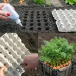 The Egg Carton Method: The Fastest, Easiest Way to Plant Bulbs Perfectly