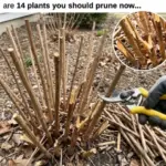 7 Spring Hydrangea Tasks For Gorgeous Blooms