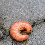 Canning Lemon Powder