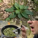 11 Self-Seeding Flowers That Provide Continuous Seasonal Color