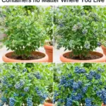 11 Self-Seeding Flowers That Provide Continuous Seasonal Color