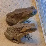 Guava: Health Benefits, Facts, and Myths