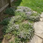 12 Expert Tips For Growing Bigger, Healthier Onions At Home