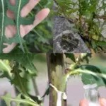 How many dots are there?