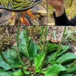 Smart Watering Technique: Using PVC Pipes for Efficient Plant Care