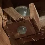 1 dragonfly can eat 100s of mosquitoes a day: Keep these 12 plants in your yard to attract dragonflies