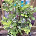 How To Grow Root Cuttings Naturally? 4 Homemade Solutions