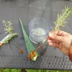 9 Plants You Should Cut Back Before March (Or They’ll Struggle All Year)