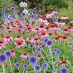 10 Stunning No-Mow Lawn Ideas Using Ground Covers