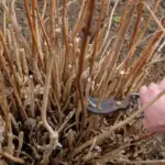 How To Grow Root Cuttings Naturally? 4 Homemade Solutions