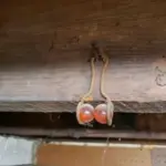 Mastering Runner Bean Cultivation: A Step-by-Step Guide to Growing from Seed