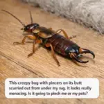 My nana made these chops the best! Still my hubby’s fave!