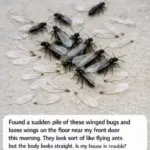 The church ladies empty this tray before the potluck even officially starts. You will make these for every gathering using only 4 ingredients.