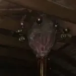 Got Hydrangeas? 9 Critical Things You Must Do This April to Get Massive Blooms This Summer